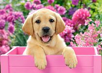 Puzzle Labrador - 300 pièces - Castorland 030071