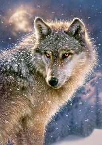 Puzzle Loup solitaire - 500 pièces - Castorland 52431