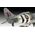 Maquette avion : Hawker Tempest V - 1:32 - Revell 03851, 3851 - france-maquette.fr