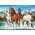 Puzzle chevaux - 200 pièces - Castorland 222056