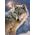 Puzzle Loup solitaire - 500 pièces - Castorland 52431