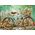 Puzzle Vélo Fleuri - 500 pièces - Castorland 52998
