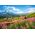 Puzzle Paysage Pologne - 1000 pièces - Castorland 104512