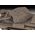 Maquette militaire : Cromwell Mk. Iv - World Of Tanks - 1:72 - Revell 03504, 3504