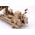 Maquette militaire : Iron Dome Air Defense System 1/35 - Trumpeter 01092