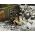 Diorama militaire : Bastogne 1944 (80e Anniversaire) 1/72 - Italeri 6186