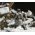 Diorama militaire : Bastogne 1944 (80e Anniversaire) 1/72 - Italeri 6186