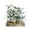 Games Workshop - Maggotkin of nurgle : Nurglings - Warhammer 97-18