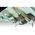 Maquette avion : Focke-Wulf Fw 200 C-5/C-8 Condor 1/72 - Revell 03777 3777
