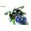 Maquette 1/9 Kawasaki Ninja ZX-10R pré-peinte - MENG MT007s