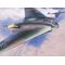 Maquette espace - Aile volante Horten Ho229A-1 au 1/48  - Dragon 05505  - 5505